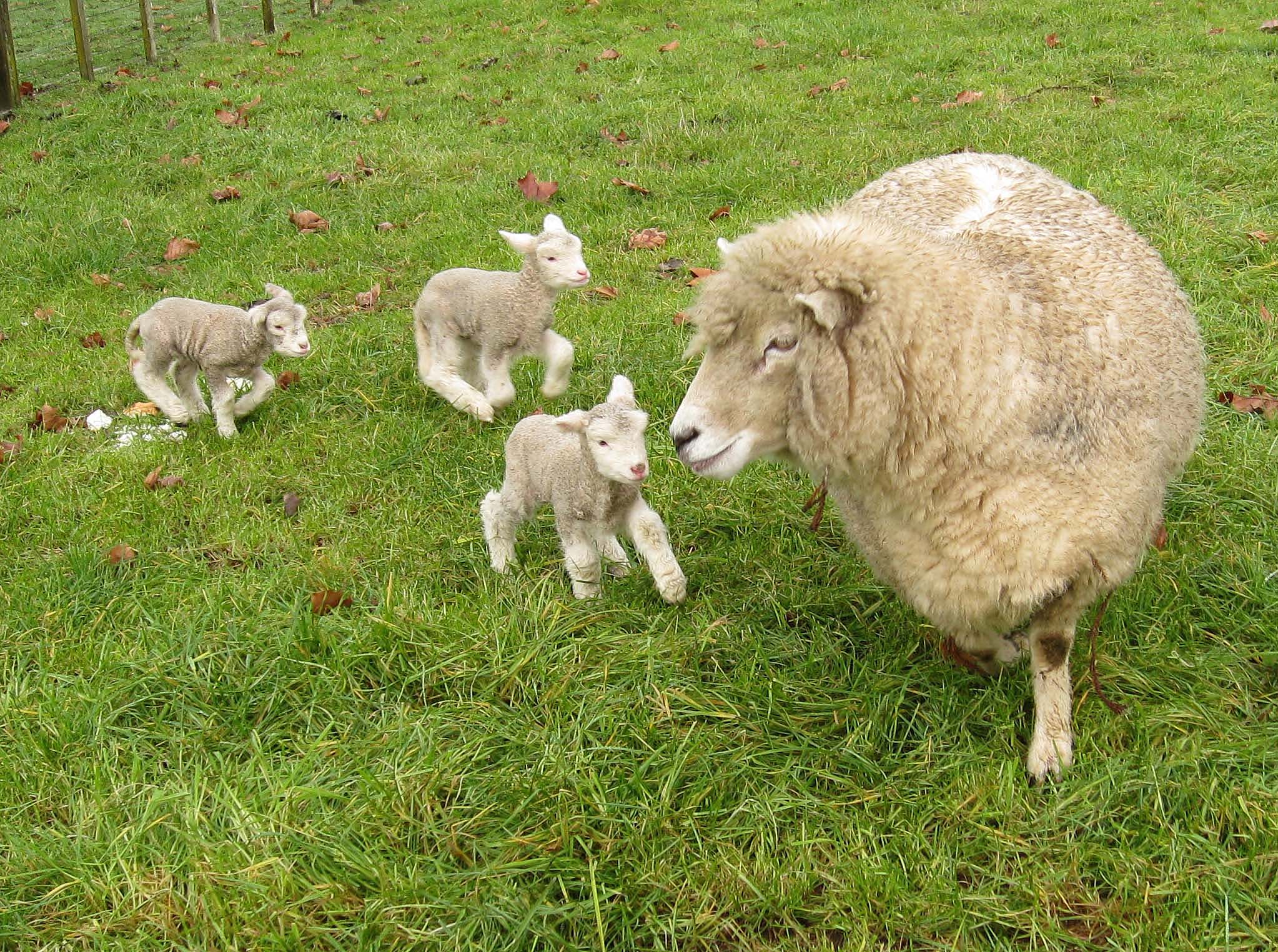 romney_sheep_ewe_with_triplet_lambs_in_new_zealand